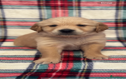 Golden Retriever dogs for sale: KC Registered Golden Retrievers  - Image 10