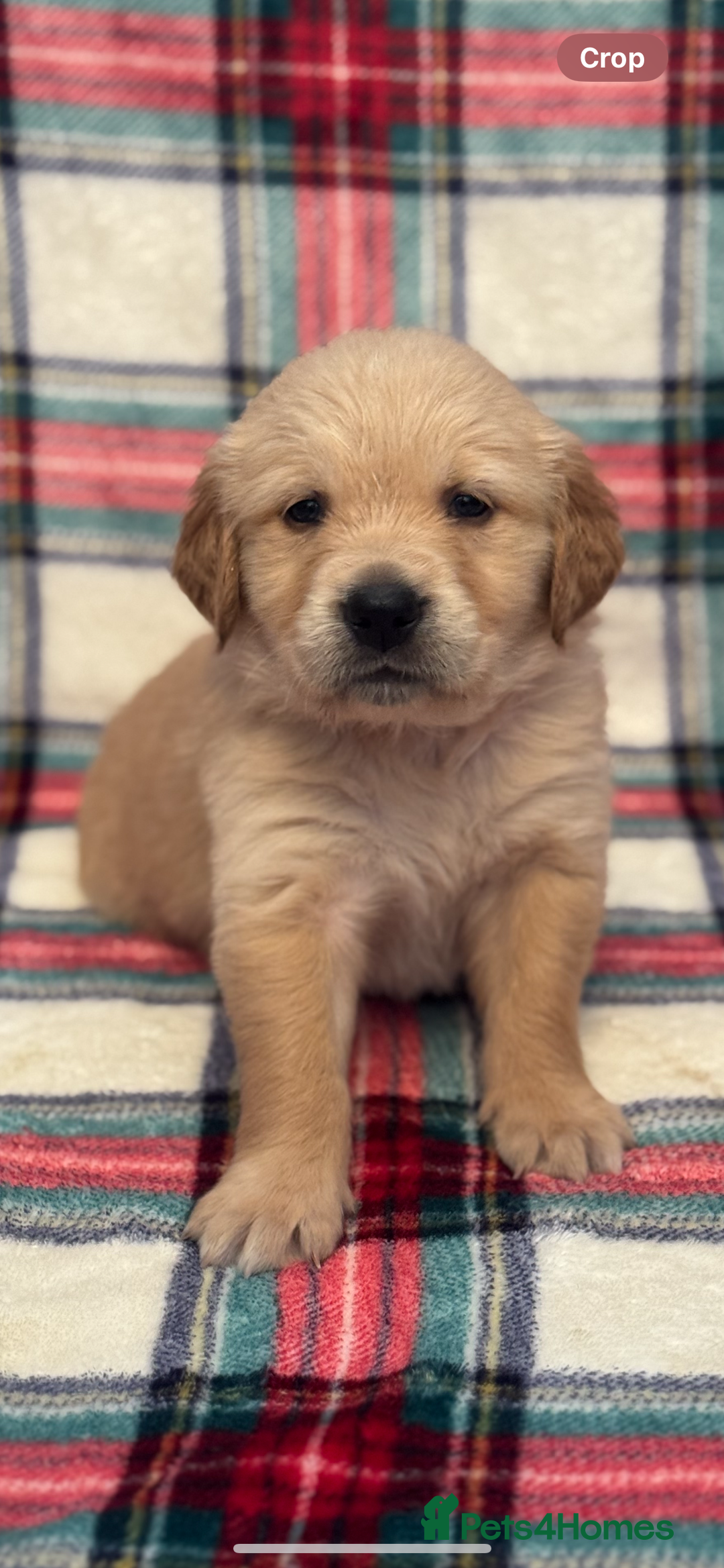 Golden Retriever dogs for sale: KC Registered Golden Retrievers  - Image 10