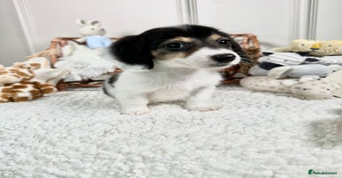 Miniature Dachshund dogs - Advert 6