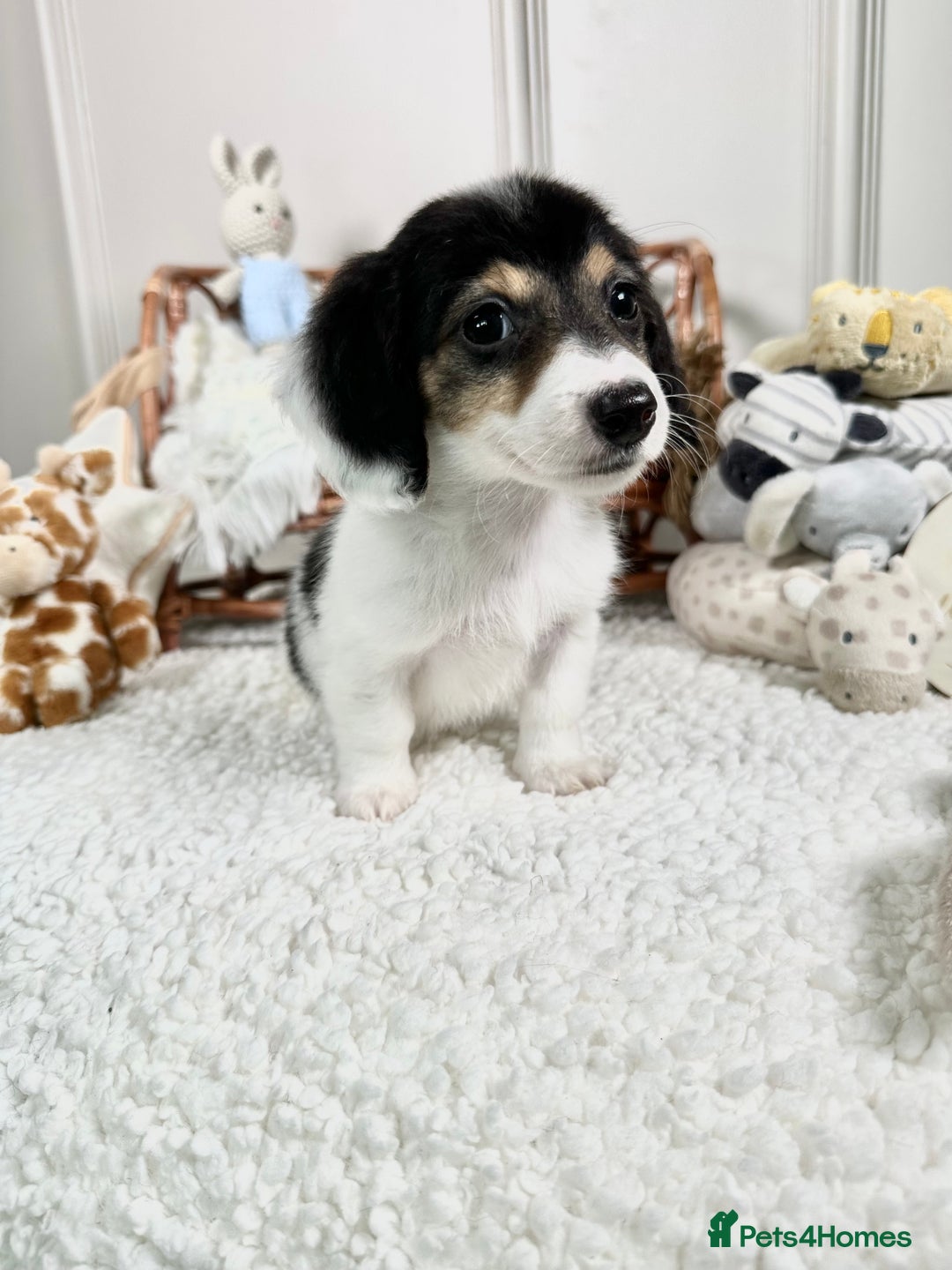 Miniature Dachshund dogs for sale: 𝕃𝕠𝕟𝕘 𝕙𝕒𝕚𝕣 𝕞𝕚𝕟𝕚 𝔻𝕒𝕔𝕙𝕤𝕙𝕦𝕟𝕕𝕤 - Image 1