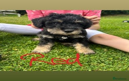 Mixed Breed dogs for sale: Schnoodle Puppies - Image 16