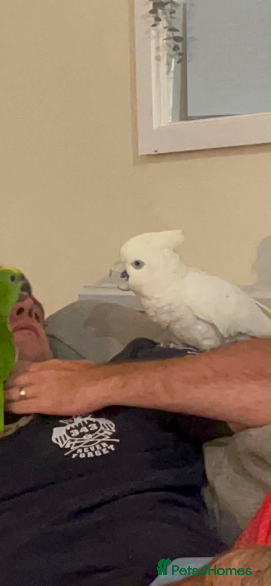 Cockatoo birds Cheeky sulphur cockatoo - Advert 13