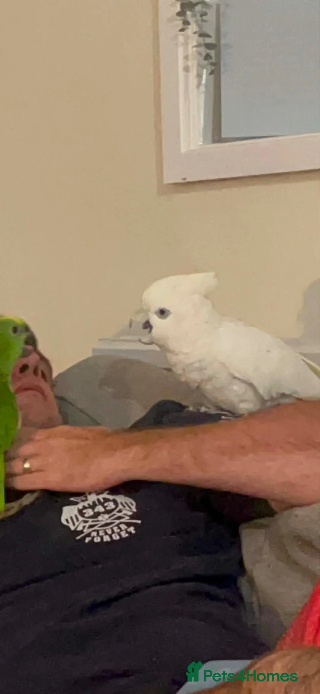 Cockatoo birds for sale: Cheeky sulphur cockatoo - Advert 1
