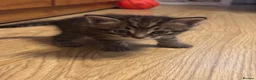 Mixed Breed cats for sale: 😻Stunning Siamese × Maine Coon Kittens in Greenford - Advert 7