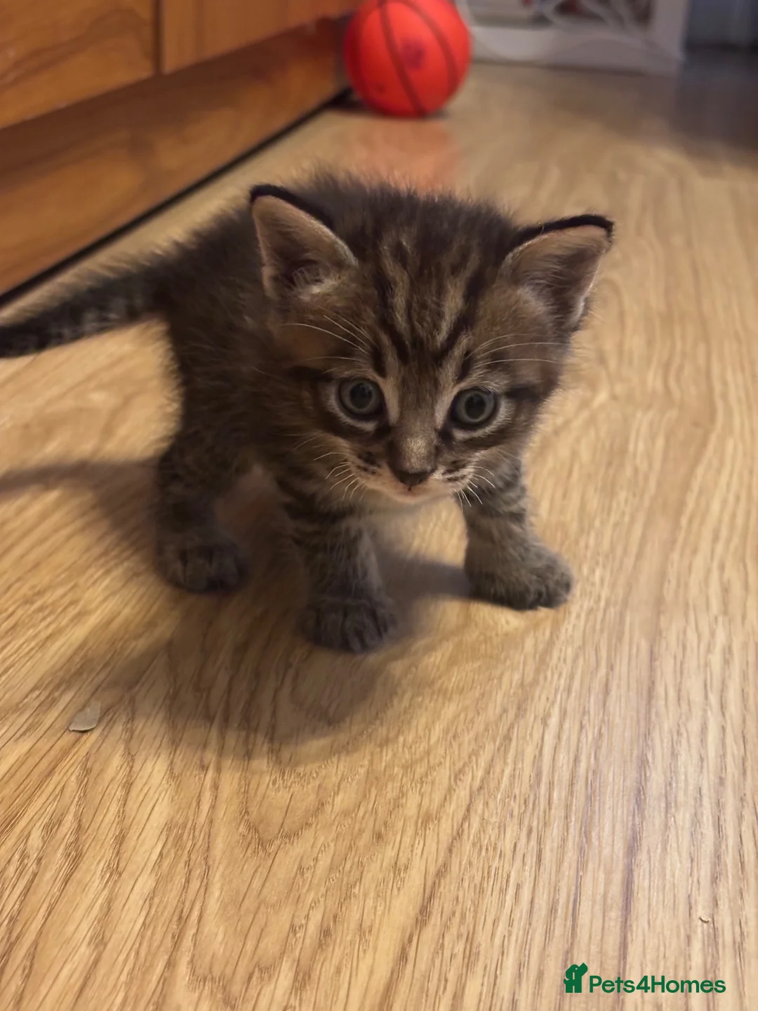 Mixed Breed cats for sale: 😻Stunning Siamese × Maine Coon Kittens in Greenford - Advert 7