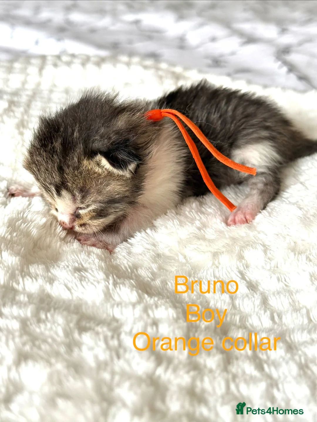 Mixed Breed cats for sale: 5 gorgeous kittens - Advert 2