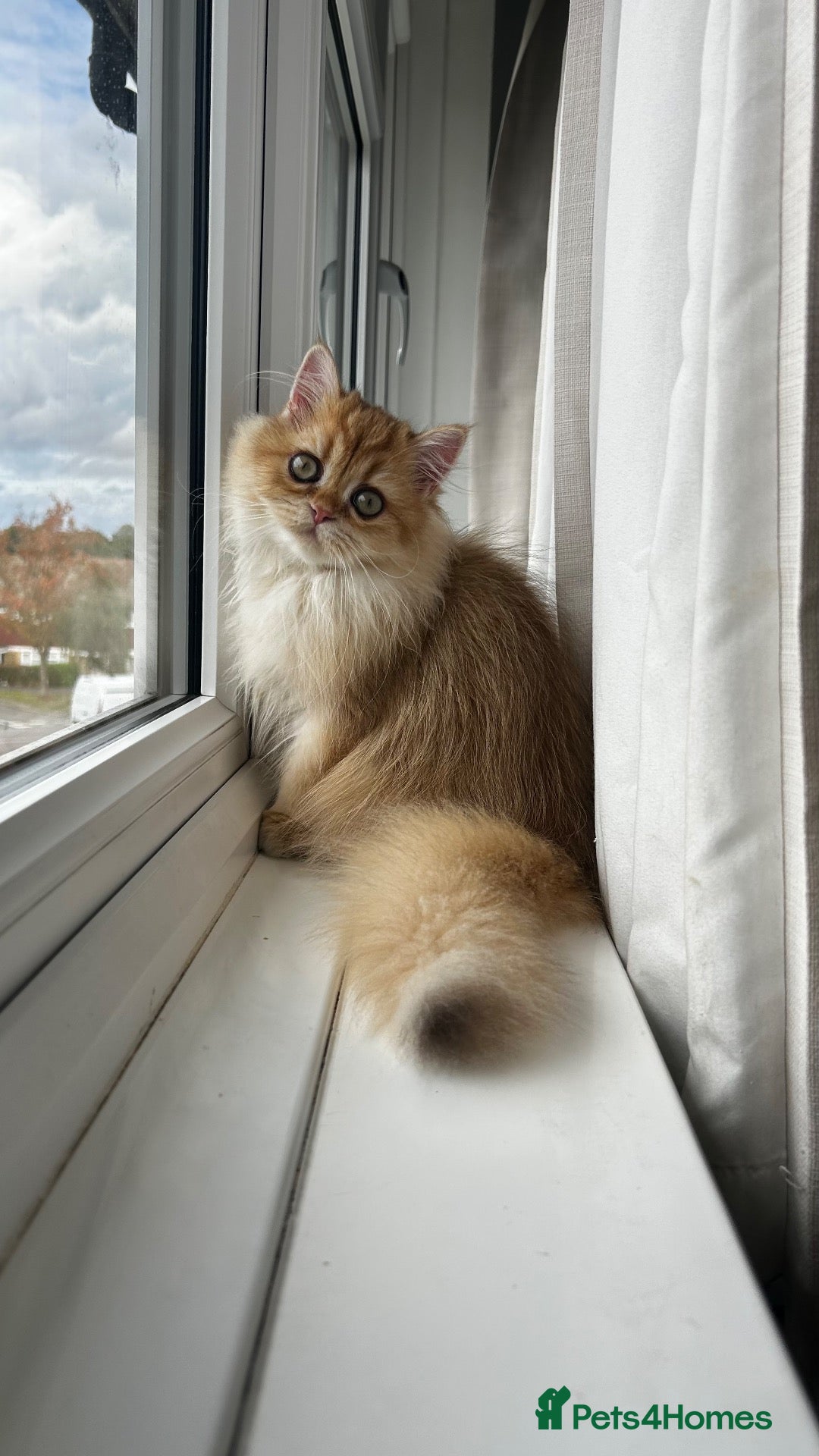 British Longhair cats Chocolate-Golden British BLH and BSH kittens  - Advert 2