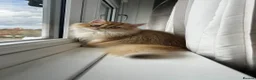 British Longhair cats for sale: Chocolate-Golden British BLH and BSH kittens  - Advert 1