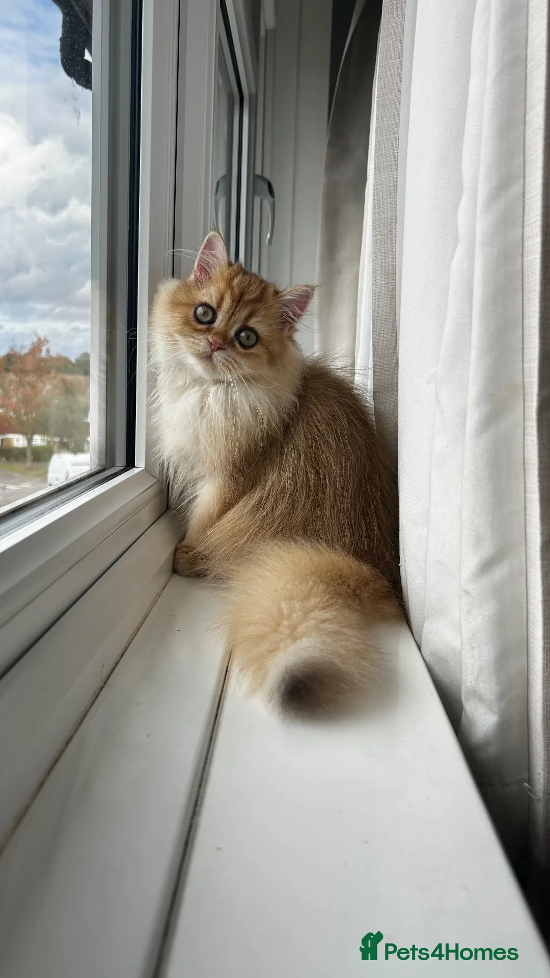 British Longhair cats for sale: Chocolate-Golden British BLH and BSH kittens  - Advert 1