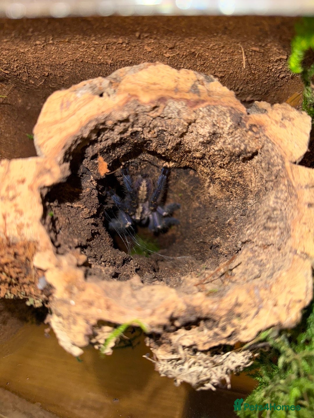 Tarantulas invertebrates for sale: Gooty Sapphire & Mexican Red Knee Tarantulas - Advert 2