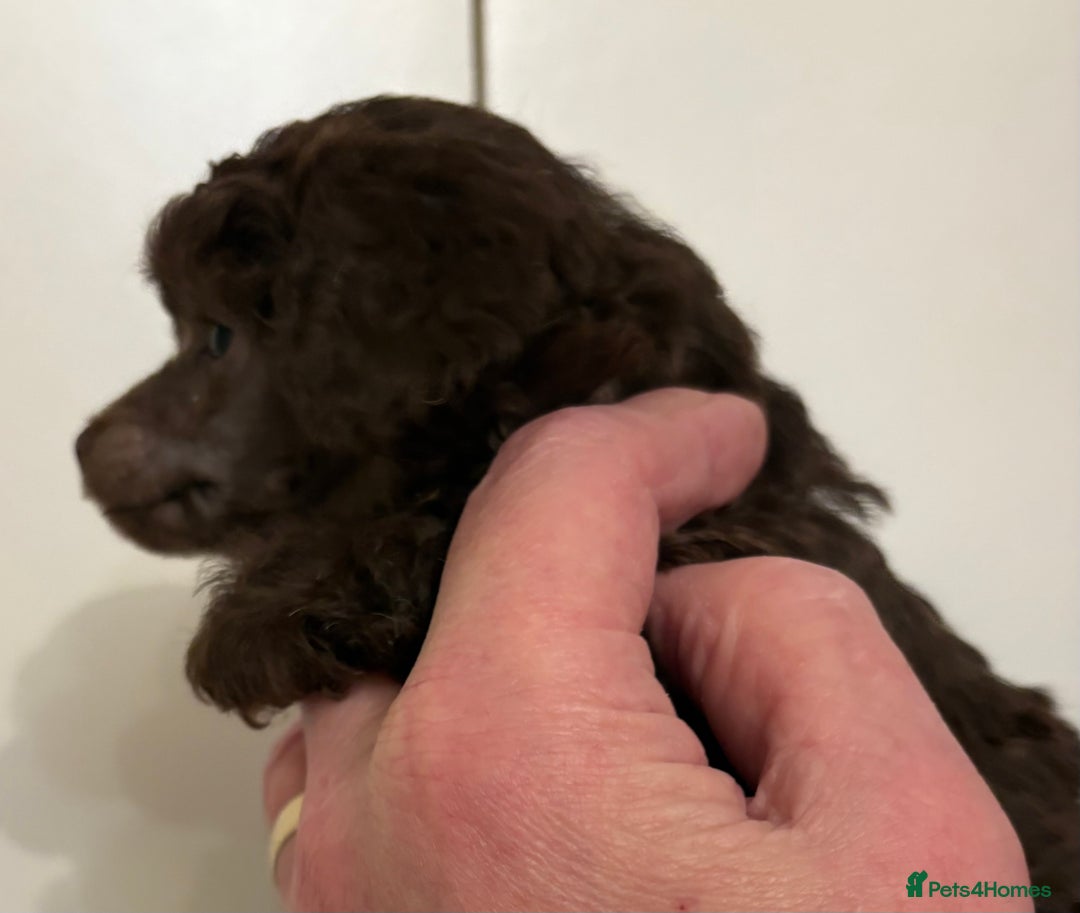 Toy Poodle dogs for sale: Beautiful KC Registered Toy Poodle Puppies - Advert 2