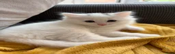 Turkish Angora cats for sale: 4 white fluffy Turkish angora Females - Advert 5