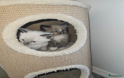 Ragamese cats for sale: 3/4 Ragdoll x 1/4 Siamese Kittens ♡ - Image 9
