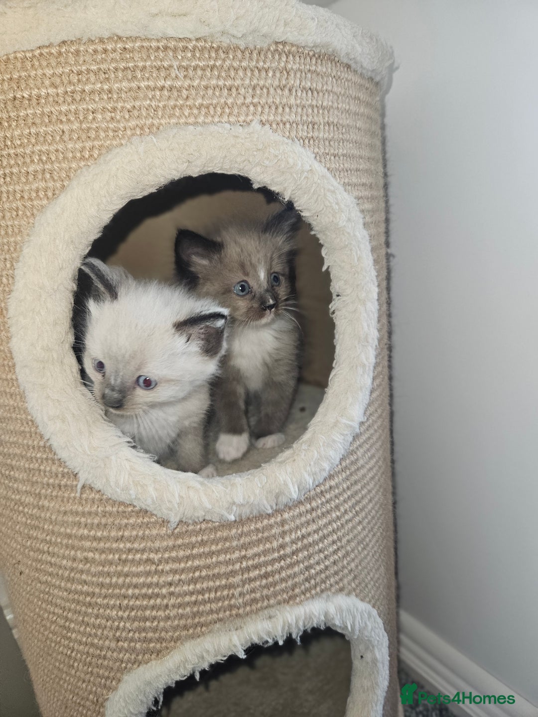 Ragamese cats for sale: 3/4 Ragdoll x 1/4 Siamese Kittens ♡ - Image 9