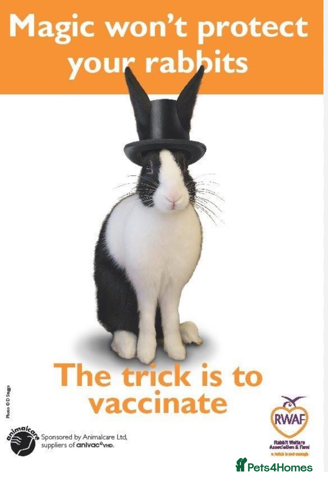 Mini Lop rabbits for sale: Bonded Mini Lop Harlequin Pair. Sold Together Only - Advert 27