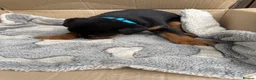 Dobermann dogs for sale: Doberman puppies for sale boys & girls  - Advert 21