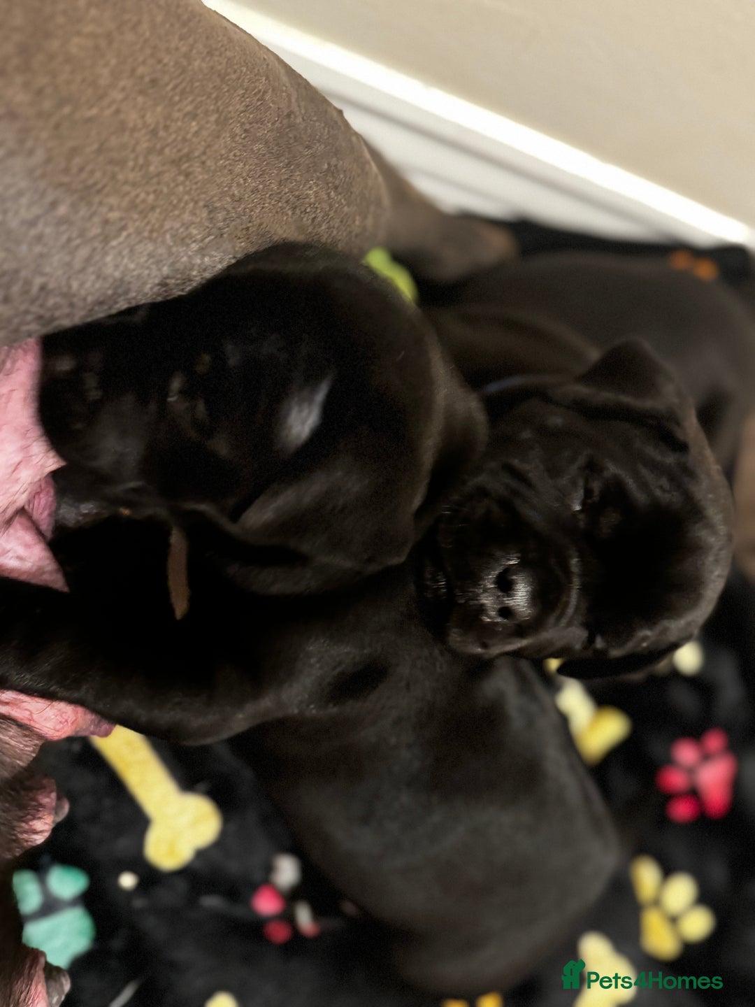 Mixed Breed dogs for sale: Staffbulterier  - Advert 1