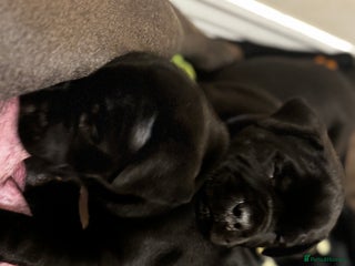 Mixed Breed dogs Staffbulterier - Advert 1