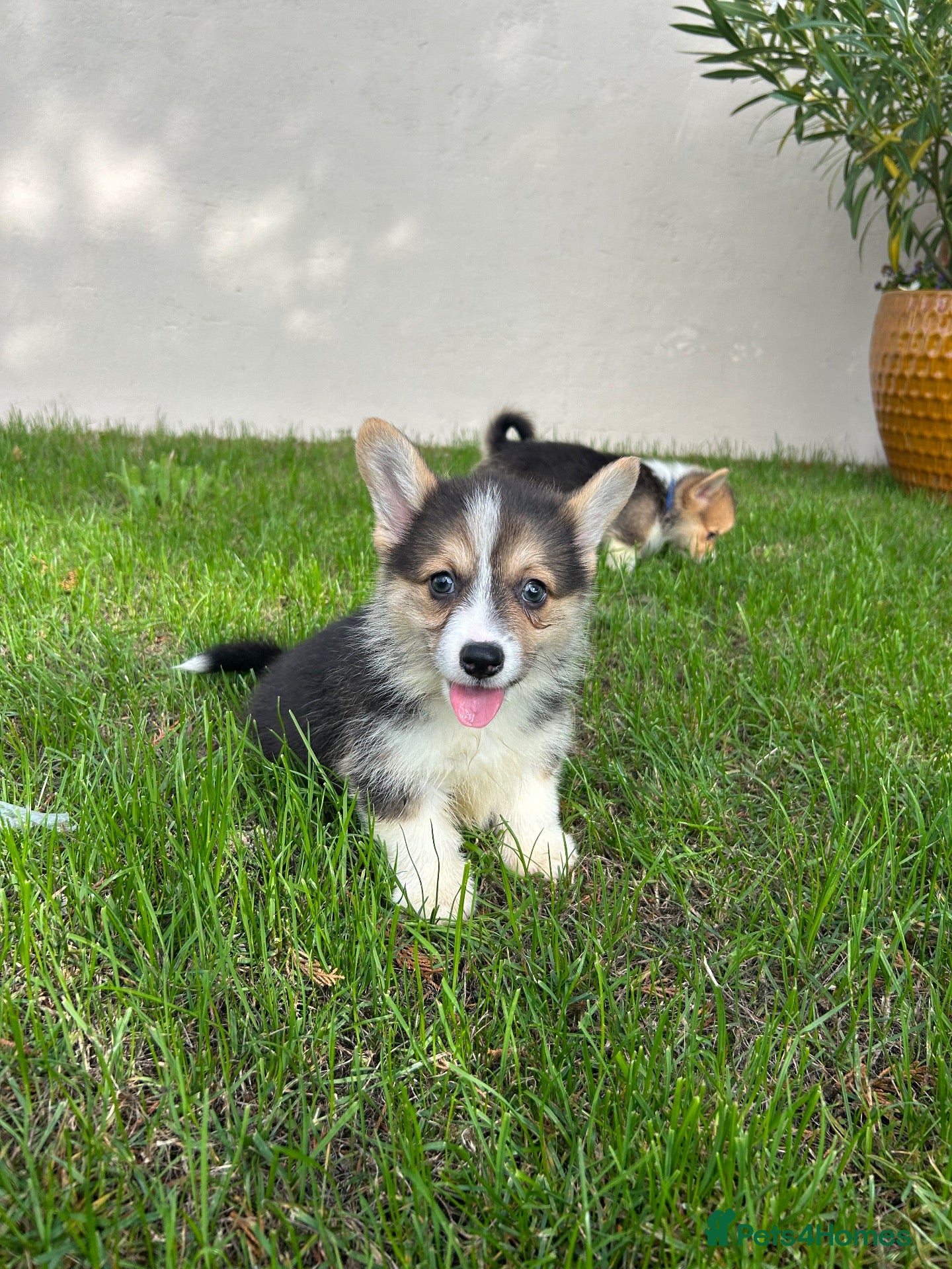 Welsh Corgi Pembroke dogs Welsh Pembroke corgi - Advert 1