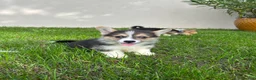 Welsh Corgi Pembroke dogs for sale: Welsh Pembroke corgi - Advert 1