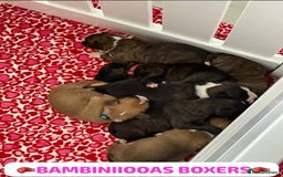 Boxer dogs for sale: Beautiful boxer puppies available  - Image 20