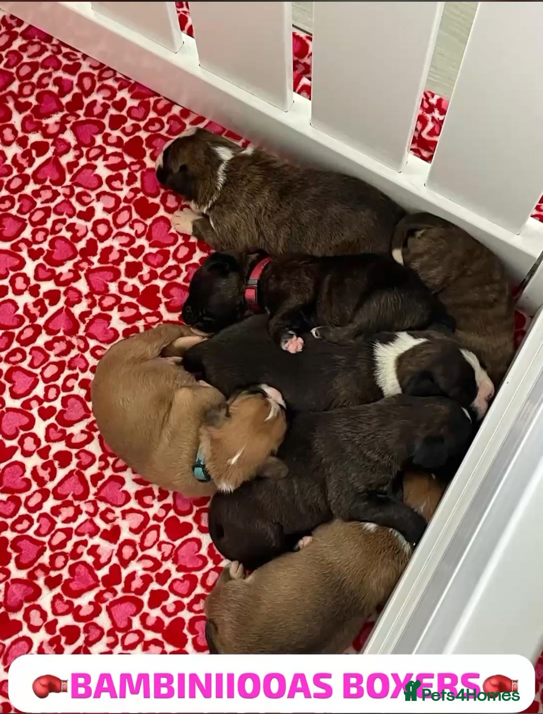 Boxer dogs for sale: Beautiful boxer puppies available  - Image 20