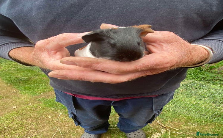 Guinea Pig rodents - Advert 2