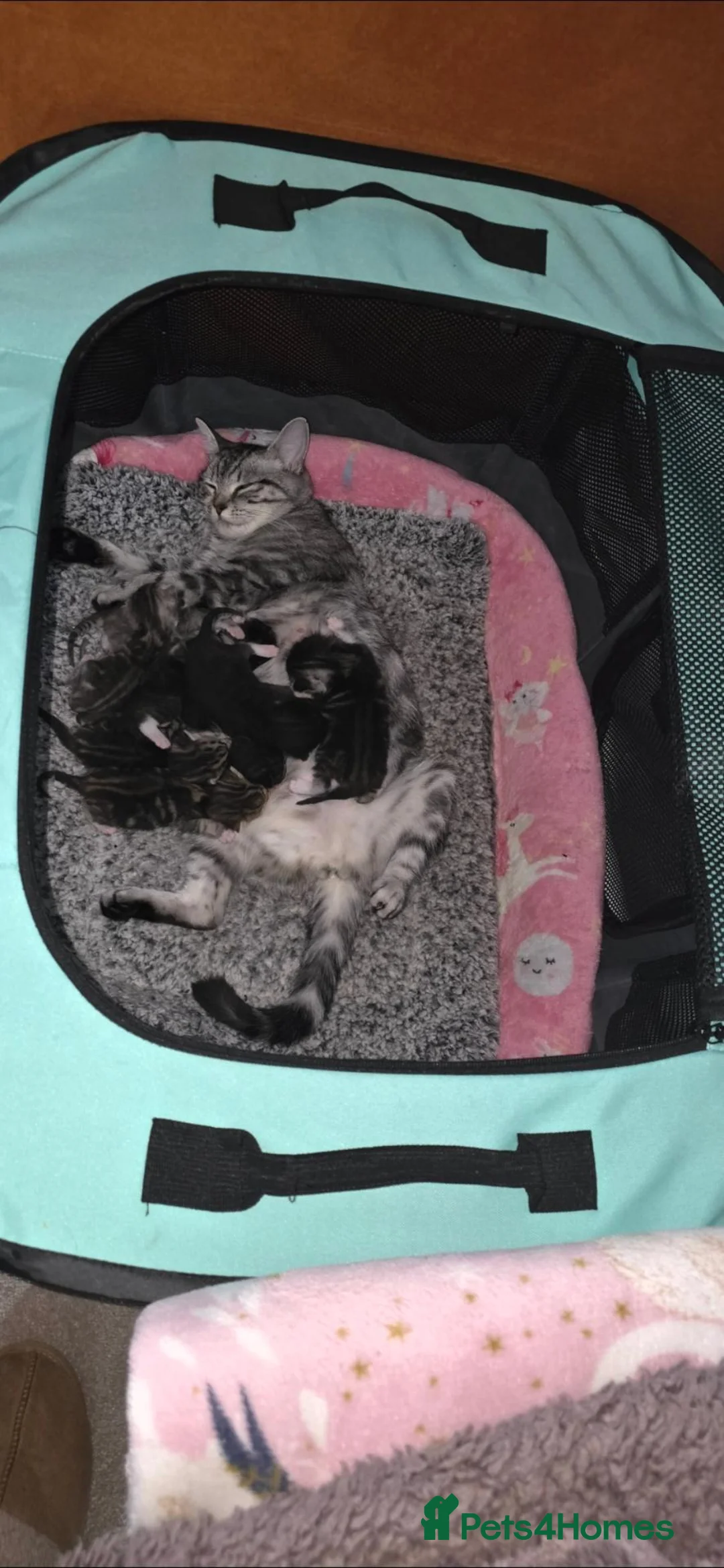British Shorthair cats for sale: British Shorthaired Cross Kittens  - Advert 10