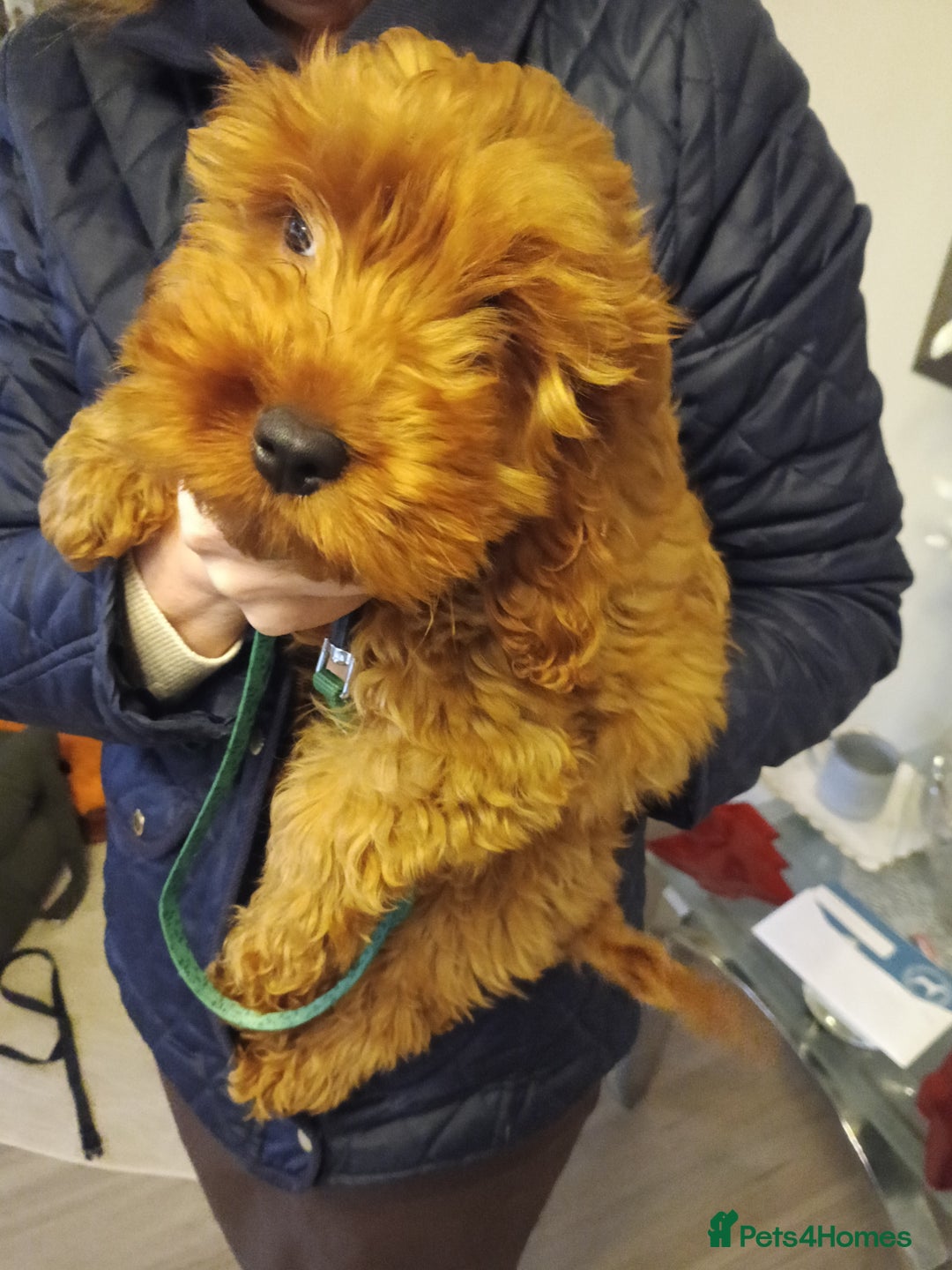 Cockapoo dogs for sale: Cockapoo girl red f1  - Advert 4