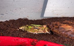 Frog reptiles for sale: Pac-Man frog - Image 4