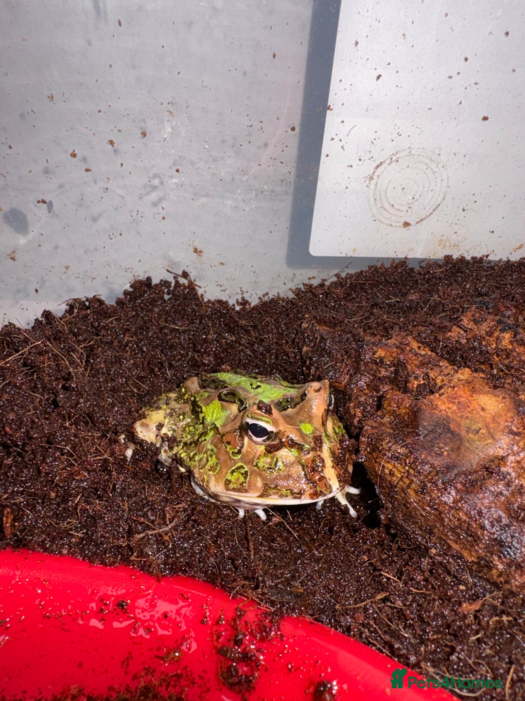 Frog reptiles for sale: Pac-Man frog - Image 4