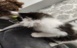 Mixed Breed cats for sale: Beautiful X Mainecoon babies  - Image 12