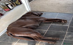 Mixed Breed dogs for sale: Rehoming uk newfador - Image 3