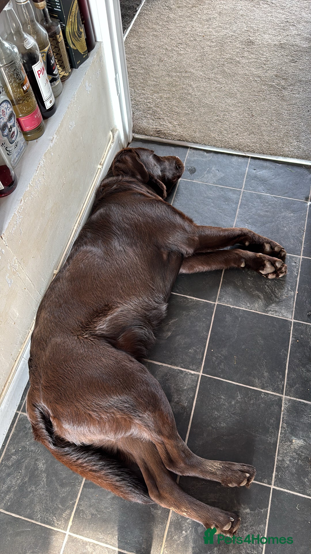 Mixed Breed dogs for sale: Rehoming uk newfador - Image 3