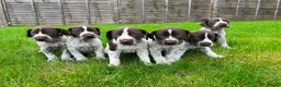 German Shorthaired Pointer dogs for sale: German shorthair pointer puppies - Advert 1