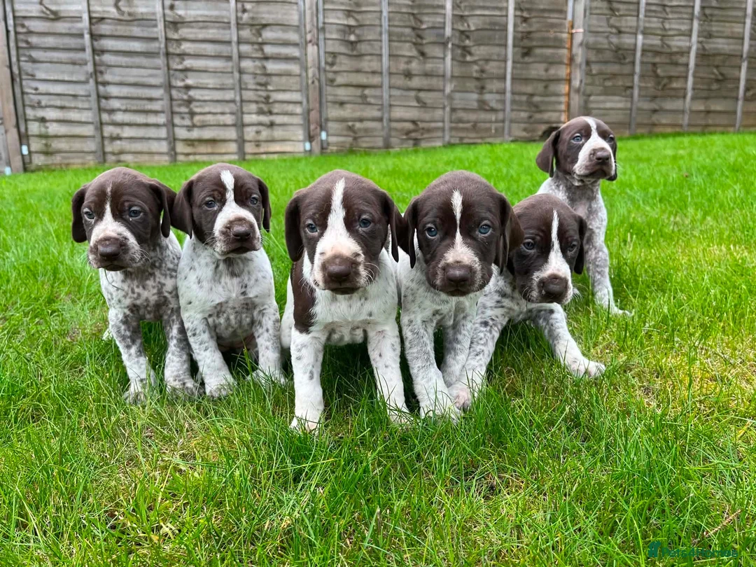 German Shorthaired Pointer dogs for sale: German shorthair pointer puppies - Advert 1