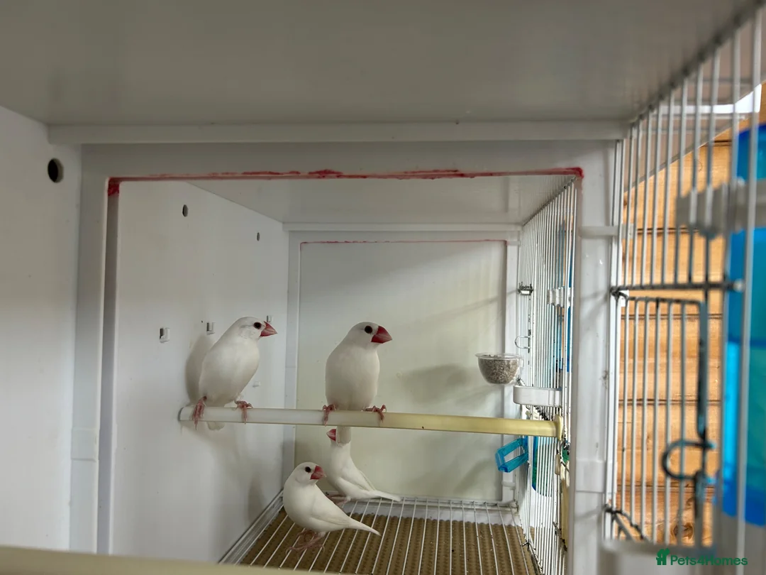 Finches birds for sale: White Java finches  - Advert 2