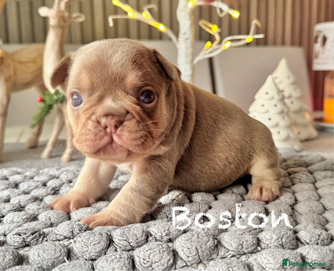 French Bulldog dogs for sale: Kc registered new shade french bulldog puppies  - Advert 3