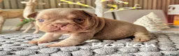 French Bulldog dogs for sale: Kc registered new shade french bulldog puppies  - Advert 8