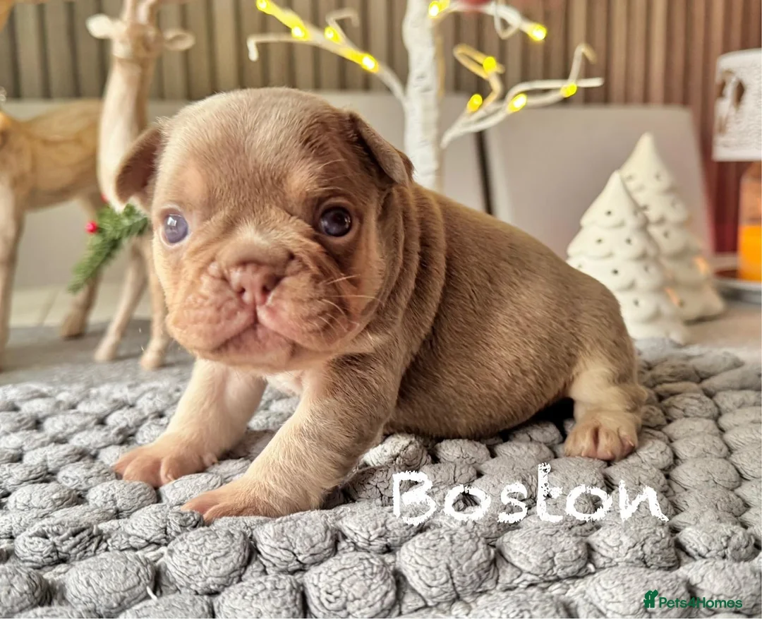 French Bulldog dogs for sale: Kc registered new shade french bulldog puppies  - Advert 8