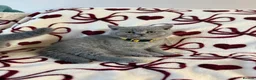 British Shorthair cats for sale: Beautiful British Shorhair Kittens for Sale - Advert 11