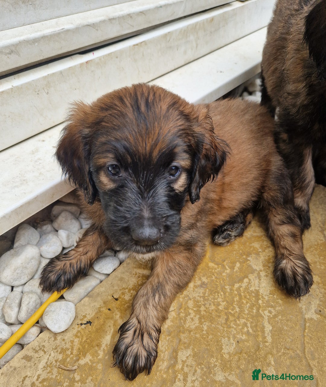 Goldendoodle dogs for sale: MultiGen Goldendoodles  - Image 4