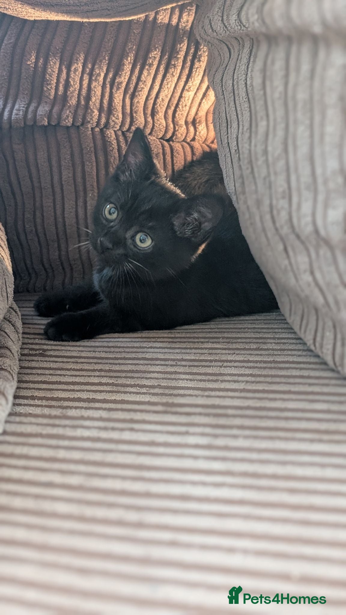 Mixed Breed cats Beautiful BSHxPersian kittens - Advert 21