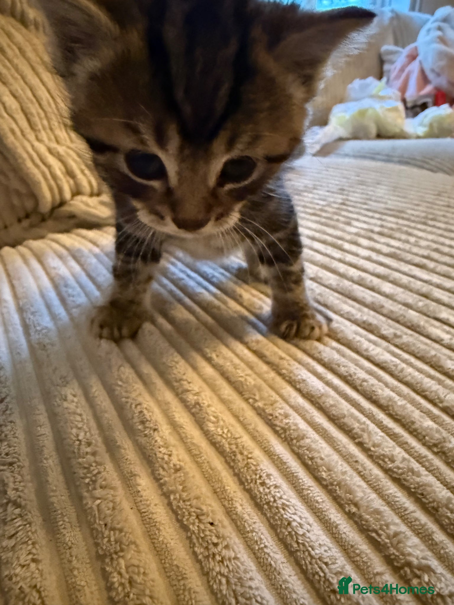Mixed Breed cats for sale: 3 kittens for sale - Advert 6