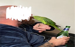 Parakeets birds for sale: 6 Month Old Female Indian Ringneck Parakeet  - Image 3