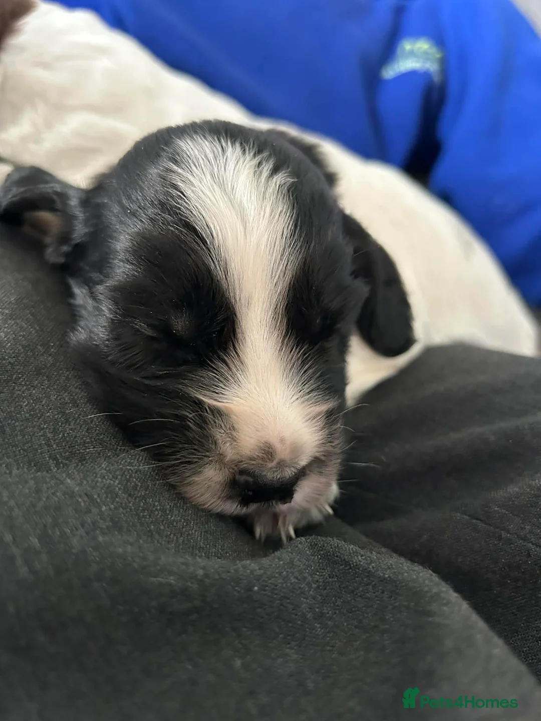 Sprocker dogs for sale: 3 boy sprockers in Manchester - Advert 2