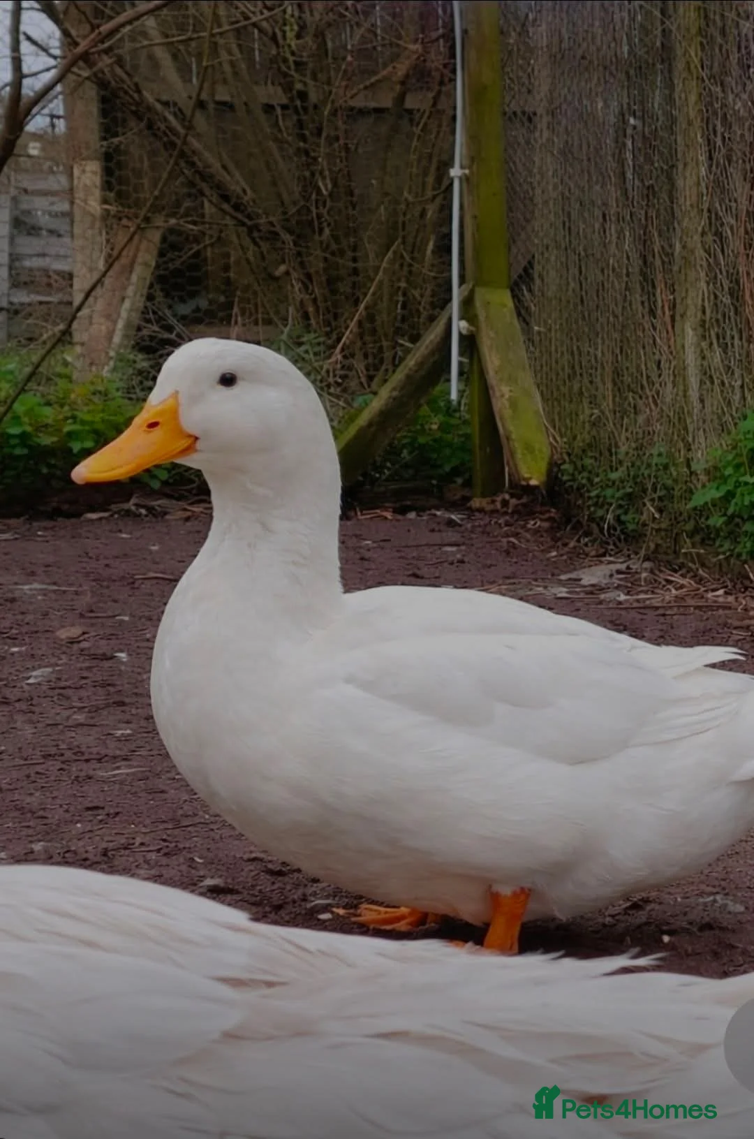 Ducks poultry for sale: Aylesbury  in Rotherham - Advert 1