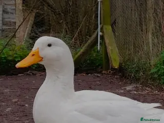 Ducks poultry Aylesbury - Advert 3