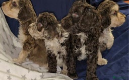 Cockapoo dogs for sale: 🐾 F1 Cockapoo Puppies – Ready Now! 🐾 - Image 5