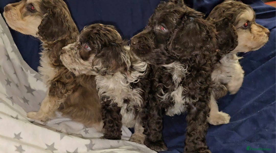Cockapoo dogs for sale: 🐾 F1 Cockapoo Puppies – Ready Now! 🐾 - Image 5